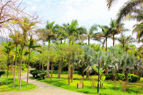 老象峰景区桃花（老象峰景区游览图）